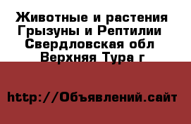 Животные и растения Грызуны и Рептилии. Свердловская обл.,Верхняя Тура г.